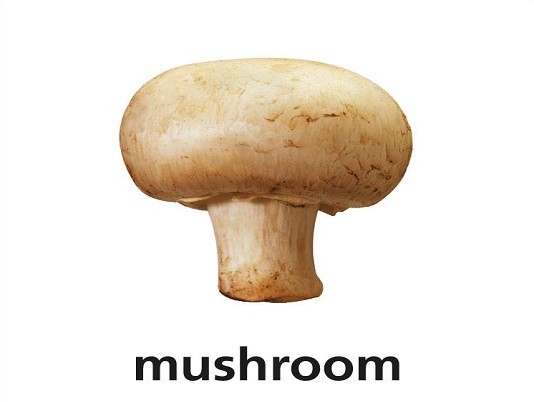 <p>mushroom</p>