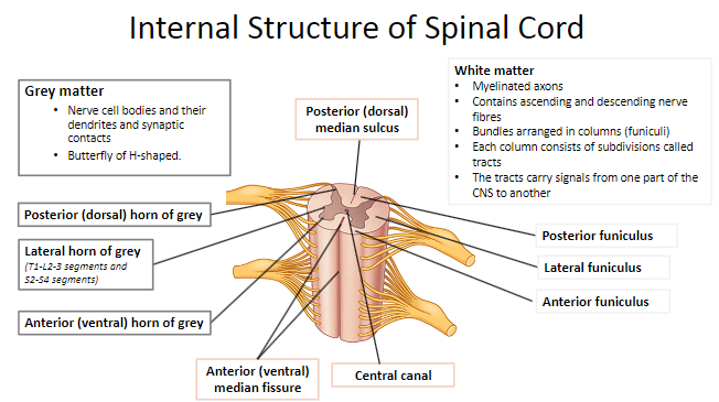 <p><strong>Posterior (dorsal) horn</strong>: Sensory processing.</p><p><strong>Anterior (ventral) horn</strong>: Motor output.</p><p><strong>Lateral horn</strong>: Autonomic function (only in specific segments).</p>