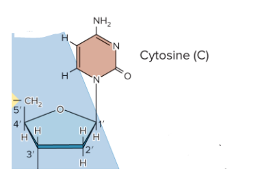 <p>Cytidine</p>