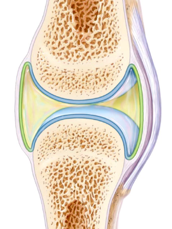 <p>- Just Areolar connective tissue, no epithelium (so not an organ)</p><p>- found in joints</p>