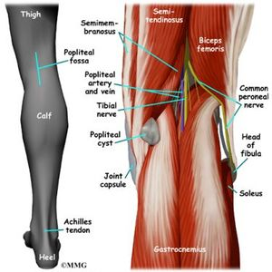<p>The popliteal fossa is the region posterior to the knee joint.</p>