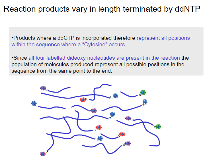 <p>Products terminated by ddCTP represent all positions in the sequence where cytosine (C) occurs.</p><p>The population of molecules produced includes all possible positions in the sequence, from the same point to the end, for each of the four labelled dideoxy nucleotides.</p>