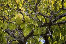 <p><em>Maclura pomifera</em></p><p>simple/alternate</p>