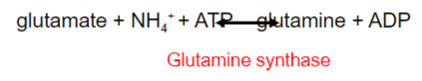 <p>Glutamine</p><p>-Which is soluble and readily transported in the blood</p>