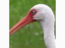 <p>ibis</p>