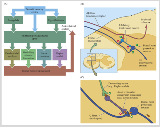 <p>Descending modulation of pain is when the brain reduces pain through inhibitory pathways.</p><p>Opium’s analgesic properties have been known for centuries.</p><p>In the 1970s-80s, endogenous opioids like enkephalins and endorphins were discovered.</p><p>These opioids bind to opioid receptors to reduce pain perception.</p>