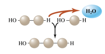 <p>A type of chemical reaction in which two molecules join to form one larger molecule, simultaneously splitting out a molecule of water; one molecule is stripped of a hydrogen atom, and another is stripped of a hydroxyl group (– OH), resulting in the joining of the two molecules, while the H and – OH released may combine to form a water molecule.</p>