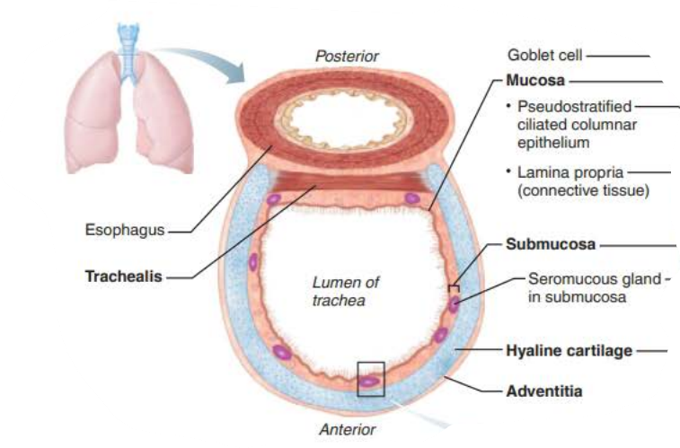 <p>rings of hyaline cartilage</p><p>collapsing</p><p>airway open</p><p>pressure changes</p>