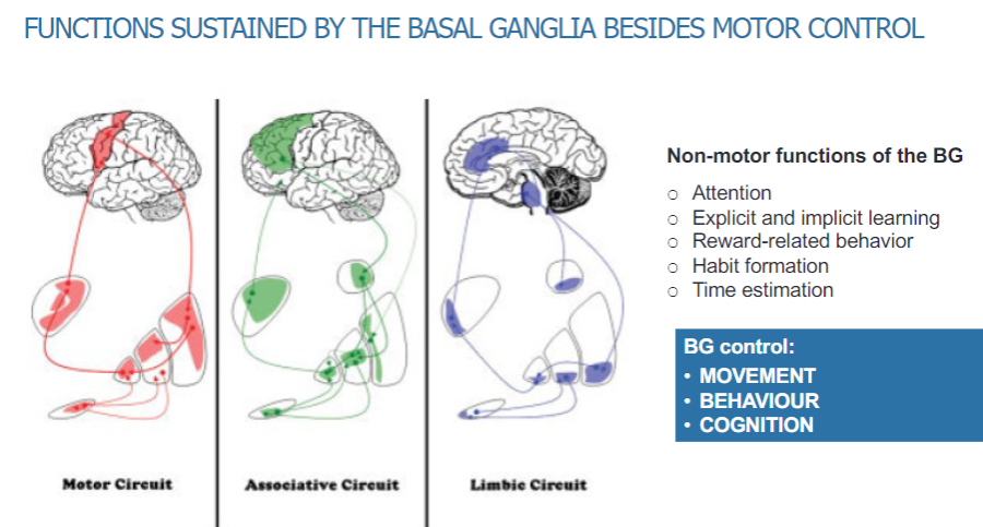 <p>Attention</p><p>Explicit and implicit learning</p><p>Reward-related behaviour</p><p>Habit formation</p><p>Time estimation</p>