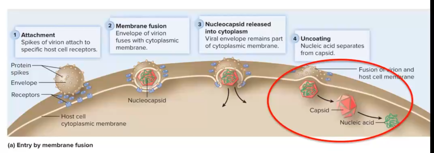 <p>1. Attach to cell using your spikes and the hosts receptors</p><p>2. Membranes of virus and host cell fuse</p><p>3. Nucleocapsid is released into host cell and viral envelope remains part of host membrane</p><p>4. Uncoating- Nucleic acid separates from capsid</p><p>Can be used by only enveloped virions</p>