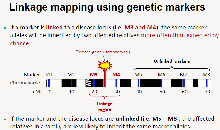 <p>If a <strong>marker is linked to a disease locus</strong> (e.g. M3 and M4), the <strong>same marker alleles</strong> will be inherited by two affected relatives <strong>more often than expected by chance</strong>.</p><p>If the <strong>marker and disease locus are unlinked</strong> (e.g. M5 and M8), the <strong>affected relatives</strong> in a family are <strong>less likely</strong> to inherit the same marker alleles.</p><p><strong>Linkage regions</strong> are identified based on the inheritance patterns of markers in families with the disease.</p><p>This method helps narrow down the location of the <strong>disease gene</strong> by tracking marker inheritance.</p>