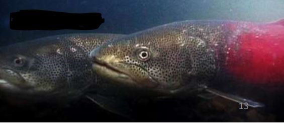 <p>ID this fish:</p>