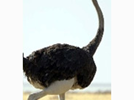 <p>ostrich</p>