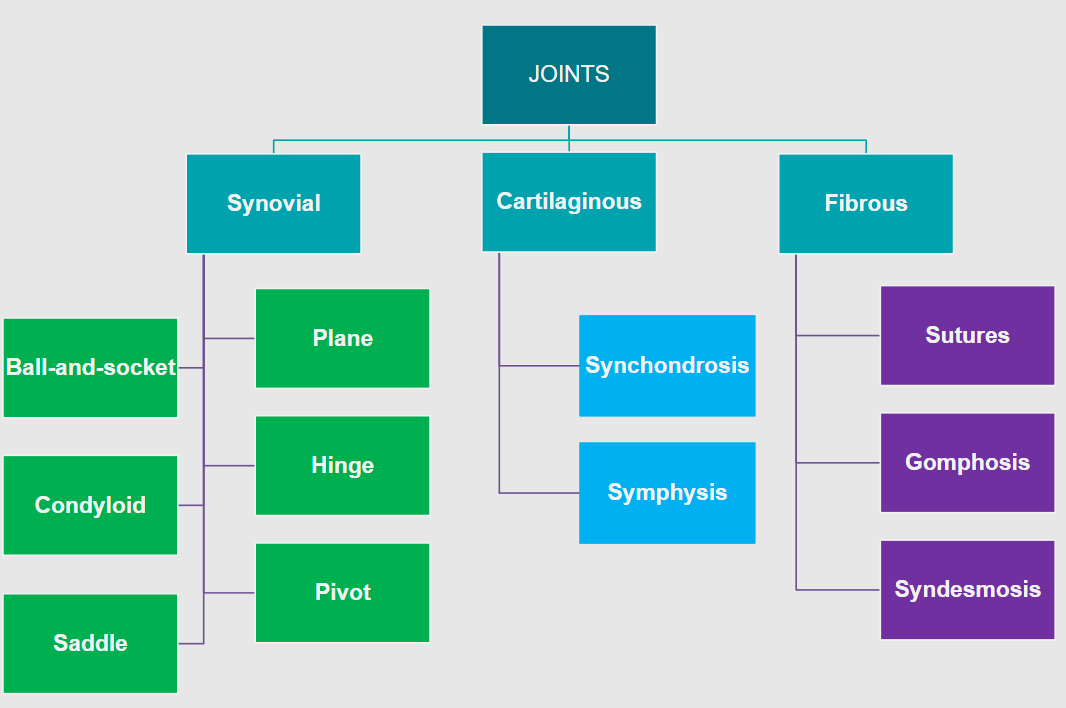 <p><strong>Fibrous Joints</strong>: Bones connected by fibrous tissue</p><p><strong>Cartilaginous Joints</strong>: Bones connected by cartilage</p><p><strong>Synovial Joints</strong>: Articulating surfaces enclosed within a fluid-filled joint capsule</p>