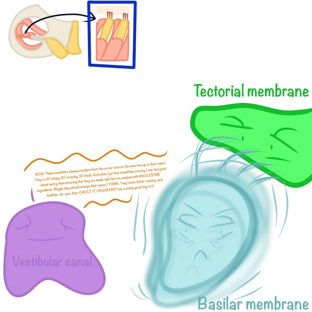 <p><span class="tt-bg-blue">Pressure waves</span> in the vestibular canal cause the <span class="tt-bg-blue">basilar membrane to vibrate</span>, <span class="tt-bg-blue">bending its hair</span> cells against the stationary <span class="tt-bg-blue">tectorial membrane</span></p>