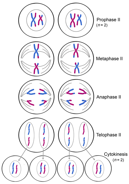 <p>• Meiosis is a specialised cell division that <span class="tt-bg-red">starts with one diploid cells and ends with 4 haploid cells</span>• Purpose is to <span class="tt-bg-yellow">produce gametes</span>: sperm and egg</p><p>• One round of DNA replication during S phase and two rounds ofcell division- <span class="tt-bg-green">in meiosis I homologous chromosomes</span> line up on the spindle and separate to opposite spindle poles- <span class="tt-bg-green">in meiosis II, sister chromatids </span>line up on the spindle andseparate to opposite spindle pole</p><p>• <span class="tt-bg-blue">Recombination occurs</span> between homologous chromosomes</p>