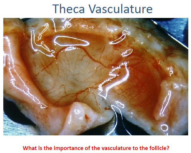 <p>The vasculature supplies <strong>oxygen</strong> and <strong>nutrients</strong> to the follicle, which is essential for its growth and development, particularly in the <strong>theca</strong> layer, which is highly vascularized.</p>