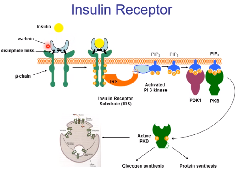 <p>1)Binding of insulin to the receptor causes a conformational change bringing together the two beta subunits, which allows for autophosphorylation to take place</p><p></p><p>2)The tyrosine kinases will recruit other proteins to the receptor, IRS (Insulin receptor substrate)</p><p></p><p>3)Recruitment to the receptor causes a conformational change and allows for the recruitment of other signal transduction proteins including PI3 kinase</p>