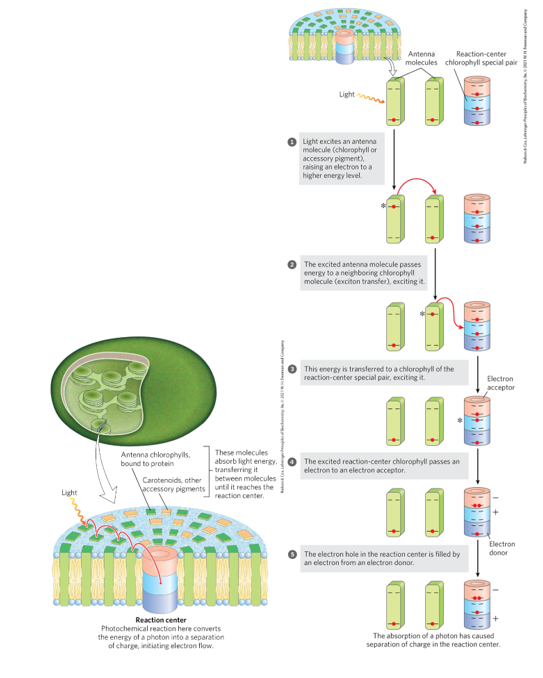 <p>Chlorophyll funnel energy absorbed to the reaction center by exciton transfer. The photosystems are made  light absorbing pigments arranged next to eachother. Only one pair of chlorophyll molecules associated with the system transduce light into chemical energy. Antenna chlorophylls bound to proteins and carotenoids and other accessory pigments absorb light energy, transferring it between molecules until it reaches the reaction center. The excited antenna transfer energy to the reaction center, exciting it, which in turn passes an electron the electron acceptor. The electron hole in the reaction center is filled by an electron from the electron donor. This charge seperation initiates an oxidation-reduction chain. </p>