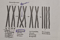 <p>Division cellulaire reproductrice (méiose 1): <strong>Prophase I</strong></p>