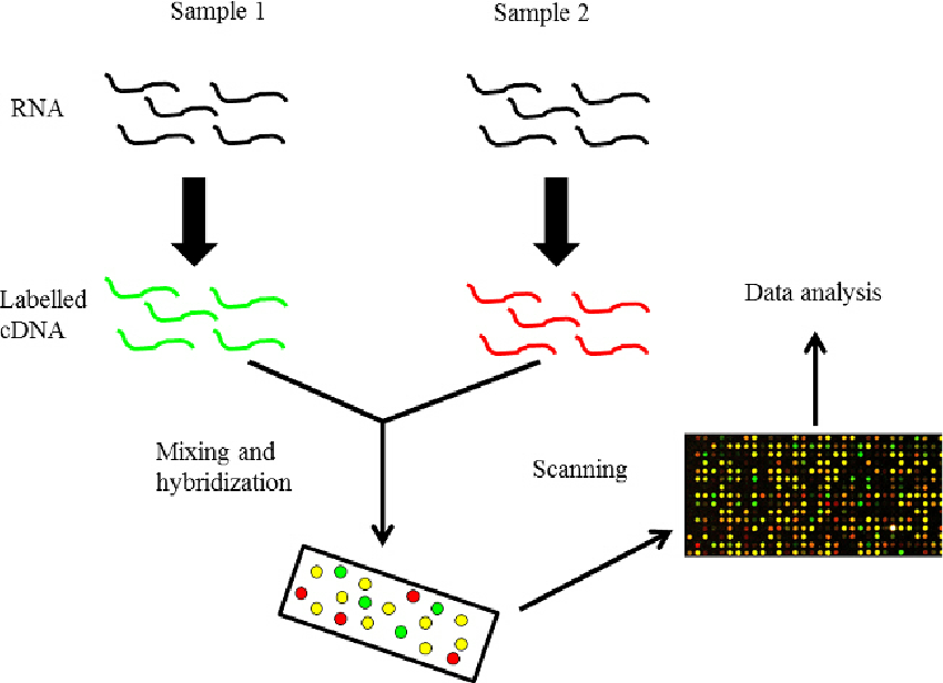 <p>By RNA sequencing and microarrays assays</p>