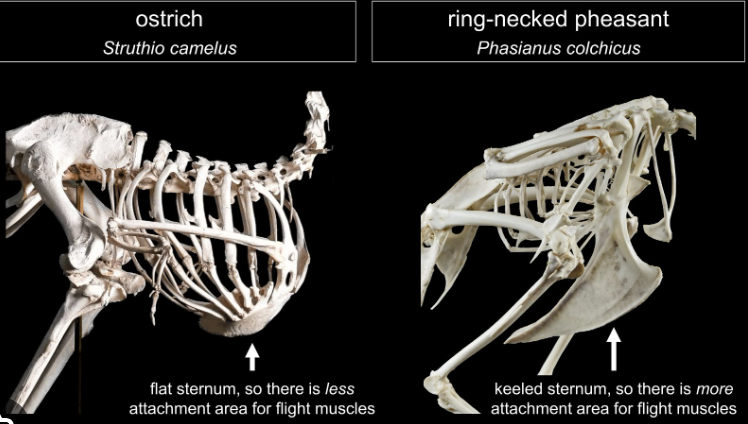 <p>ratites/tinamous : reduced wing bones and reduced or absent keel.  </p>