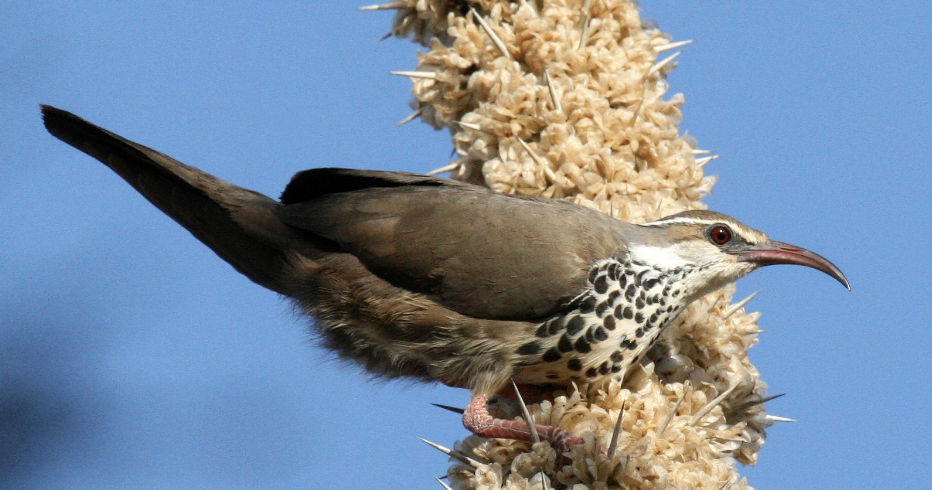 <p>What order does this bird belong to?</p>