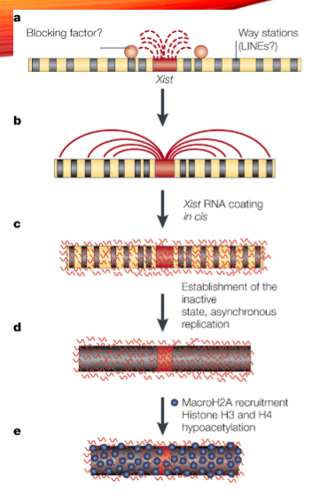 <p>The inactive X-chromosome becomes heterochromatic and forms a Barr body.</p>