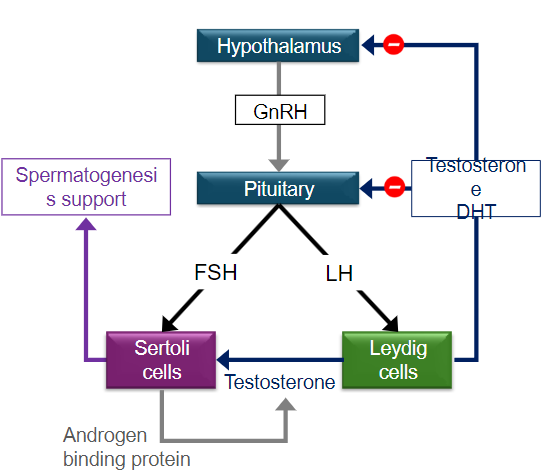 <p>Androgens stimulate <strong>Sertoli cell function</strong>.</p><p>This stimulation initiates and maintains <strong>sperm production</strong> within the seminiferous tubules.</p>