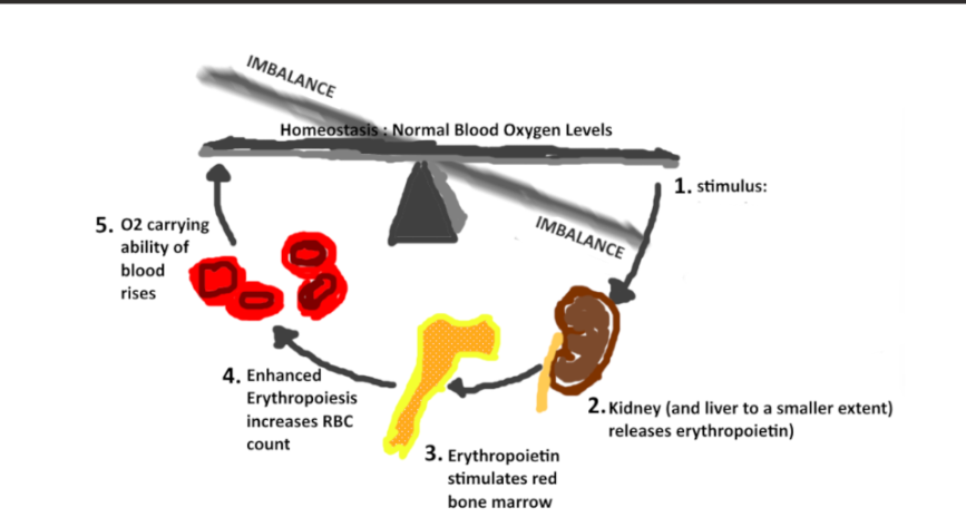 <p>what is the stimulus?</p><p>list 3 causes</p>