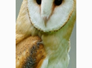 <p>owl</p>