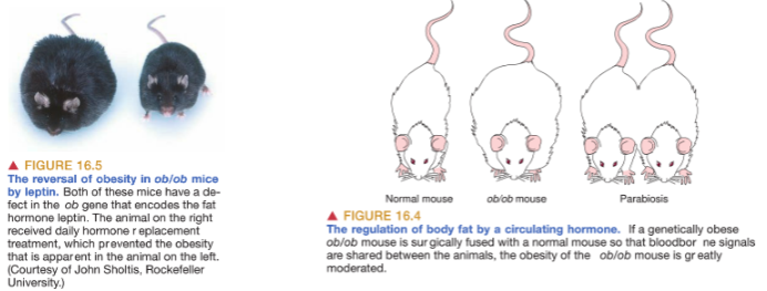 <p><strong>Parabiosis</strong> refers to the sharing of blood circulation between two animals, allowing blood-borne signals to be shared.</p><p>These shared signals can affect the <strong>hypothalamus</strong>, which regulates body weight.</p><p>In the case of <strong>ob/ob mice</strong>, which are genetically obese due to their fat cells not producing leptin (a hormone that inhibits food intake),</p><p>When connected to a normal mouse that produces leptin, the <strong>ob/ob mouse</strong> experiences a reduction in obesity, suggesting leptin’s role in regulating body weight.</p>