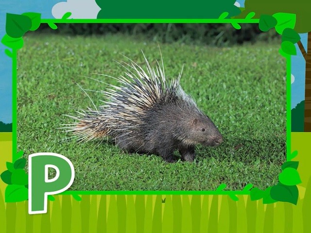 <p>porcupine</p>