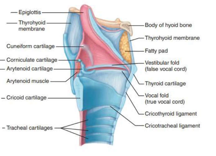 <p>larynx</p><p>Stratified squamous epithelium </p><p>pseudostratified ciliated columnar epithelium</p><p>trachea</p><p>9 cartilages</p><p>vocal folds</p><p>glottis</p><p>vestibular folds</p>