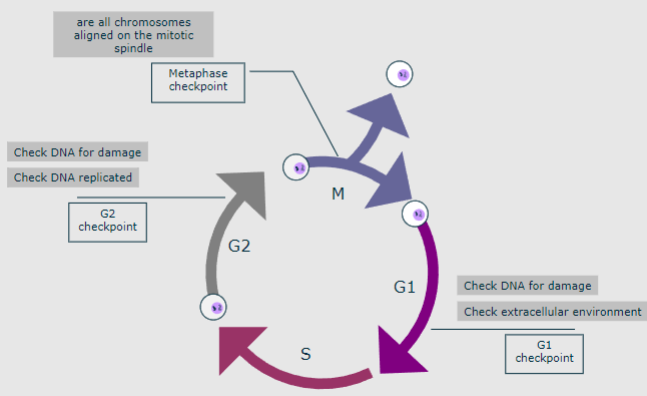 <p>• Entry into the cell cycle must be strictly controlled• Each phase must occur only once per cell cycle</p><p>• Phases must be in the correct order• G1-S-G2-M• Phases must be non-overlapping</p>