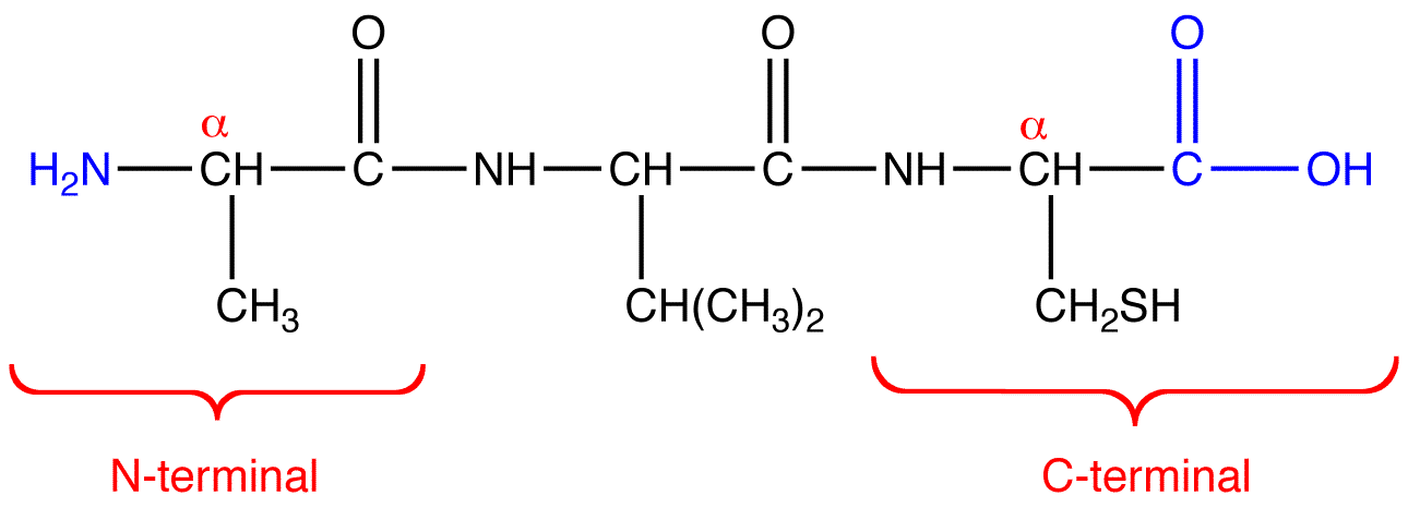 <p>✿The pre-hormone polypeptide may contain a signalling sequence directing it to the Golgi apparatus.</p><p>✿Pre-hormone includes signal peptides at the N-terminus and/or C-terminus, along with hormones and amino acids.</p><p>✿The prohormone consists of hormones and amino acids.</p><p>✿Pre-hormone acts as the precursor to one or more pro-hormones.</p><p>✿Cleavage of proteins varies based on their signal peptides.</p>