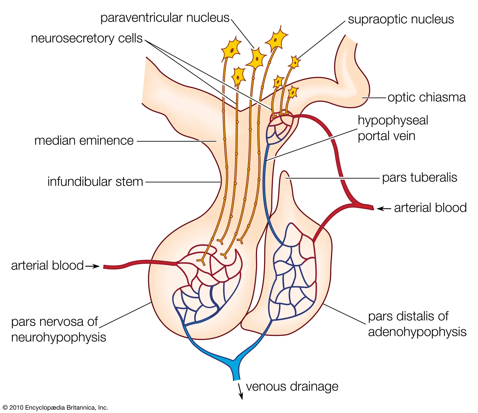 <p>❀Neuroendocrine cells, also known as neurosecretory cells, release hormones from their synaptic terminals into the bloodstream. </p><p>❀This release is controlled via synaptic transmission from presynaptic neurons, a process referred to as <span class="tt-bg-yellow">neuroendocrine integration. </span></p><p><u>Examples of neuroendocrine cells include:</u></p><p><strong>❀Magno and Parvocellular Neurons of the Hypothalamus</strong>: These neurons secrete various hormones that regulate the pituitary gland and, consequently, other endocrine organs.</p><p><strong>❀Chromaffin Cells of the Adrenal Medulla</strong>: These cells release hormones such as adrenaline and noradrenaline directly into the bloodstream in response to neural signals, particularly during the "fight or flight" response.</p>