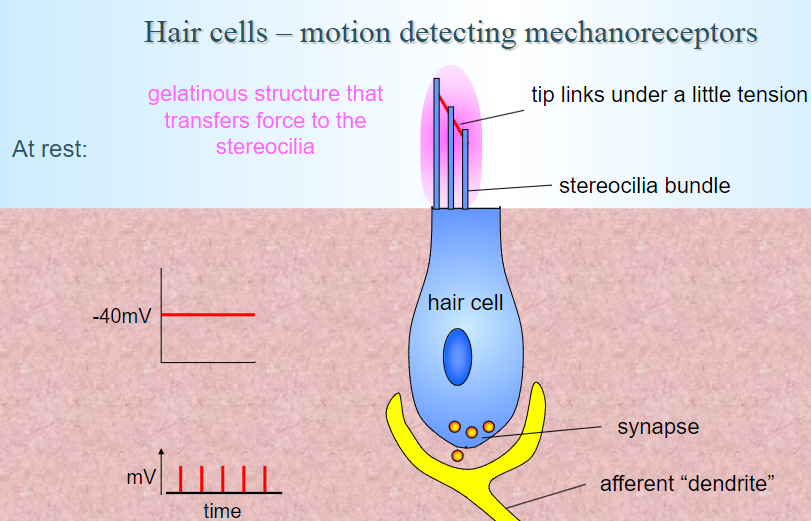 <p><strong>Tip links</strong>: Under a slight tension, these connect the stereocilia bundles.</p><p><strong>Gelatinous structure</strong>: Transfers force to the stereocilia.</p><p><strong>Resting membrane potential</strong>: The hair cell has a resting potential of around <strong>-40mV</strong>.</p><p><strong>Synapse activity</strong>: The synapse connects to an afferent "dendrite," which is involved in transmitting signals to the brain.</p>