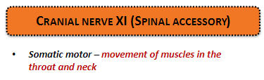 <p><strong>Somatic motor:</strong> Controls movement of muscles in the <strong>throat</strong> and <strong>neck</strong>.</p>