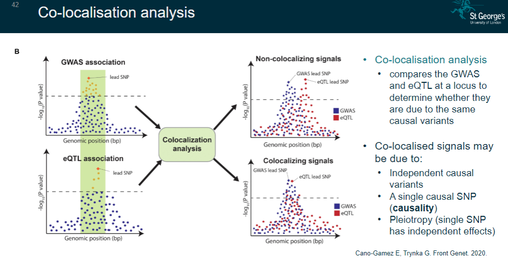 <p>A method that compares GWAS and eQTL signals at a locus.</p><p>Determines whether they share the same causal variants.</p><p>Identifies whether co-localised signals are due to:</p><p>Independent causal variants.</p><p>A single causal SNP (causality).</p><p>Pleiotropy (a single SNP with independent effects).</p>