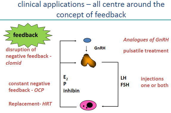 <p><strong>Clomiphene (Clomid) disrupts negative feedback</strong>, <span class="tt-bg-green">increasing GnRH secretion to stimulate ovulation.</span></p><p>Constant suppression of feedback, as with oral contraceptive pills (OCP), prevents ovulation.</p><p>Negative feedback control can be tailored to either stimulate or suppress hormone production.</p>