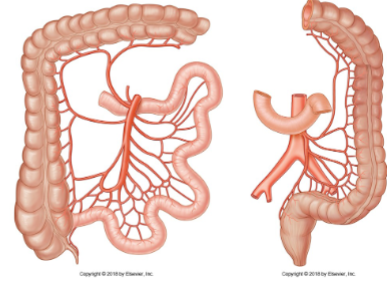<p>The blood supply of the colon includes:</p><p>Marginal artery, which forms anastomoses along the colon.</p><p>Ileocolic artery, with branches including the colic branch.</p><p>Right colic artery.</p><p>Middle colic artery.</p><p>Left colic artery, with ascending and descending branches.</p><p>Sigmoid branches.</p><p>Superior rectal artery.</p>