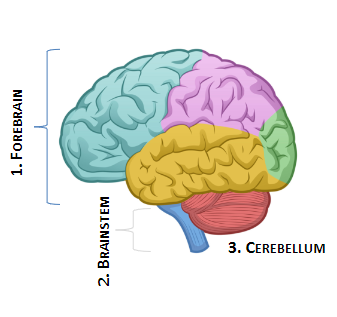 <p><strong>Forebrain</strong></p><p><strong>Brainstem</strong></p><p><strong>Cerebellum</strong></p>