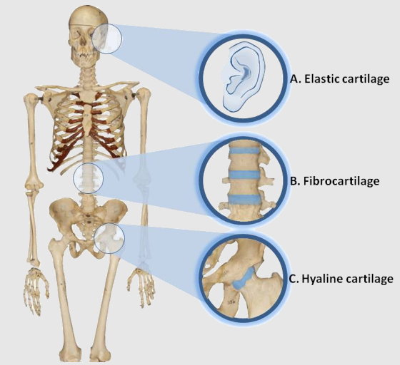 <p>Most common type of cartilage</p><p>Found in epiphyseal growth plates</p><p>Articular cartilage example: Head of femur</p>