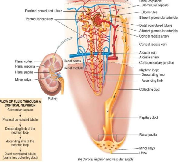 <p>What kind of nephron is this?</p>