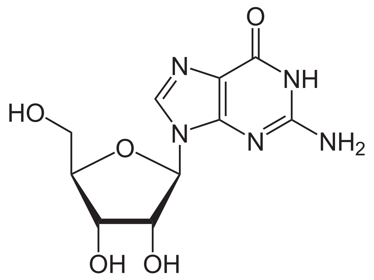 <p>Guanosine</p>