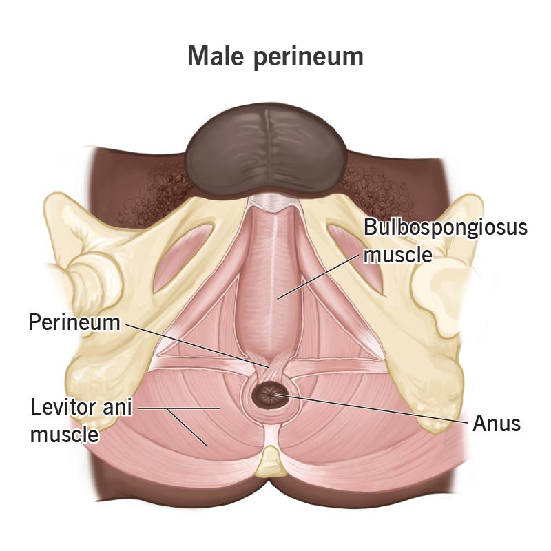 <p>What does the pelvic floor form? (2)</p>