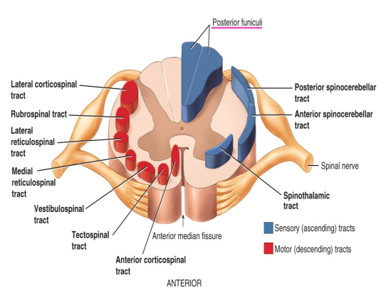 <p>What do the <strong>posterior funiculi </strong>convey?</p>