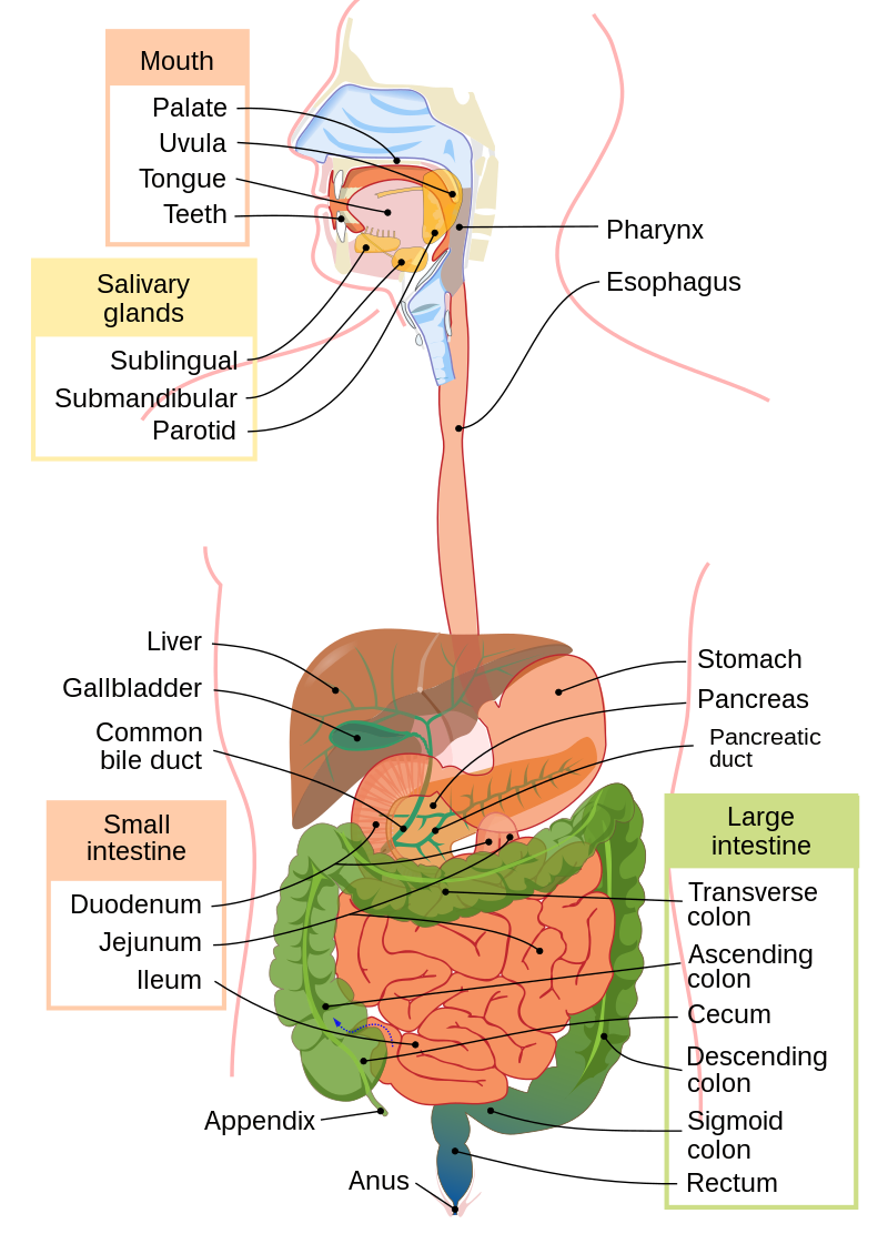 <p>☆ Slow Delivery of Chyme to Duodenum: It controls the release of chyme into the small intestine to prevent overwhelming it with acidic content.</p>