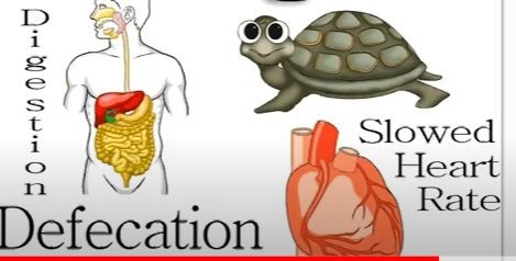 <p><strong>vagus</strong></p><p>Both</p><p>-Visceral <strong>sensory</strong> information from <strong>heart, lungs, most abdominal organs</strong></p><p>General sensory information from external <strong>acoustic meatus, </strong>tympanic membrane, part of the <strong>pharynx, laryngopharynx, and larynx</strong></p><p>-Most pharyngeal muscles; laryngeal muscles</p><p>-Innervates <strong>smooth muscle and glands of heart,</strong> lungs, larynx, trachea, most abdominal organs</p><p>damage: larynx issue, hoarseness, monotone, lost voice, swallowing</p>